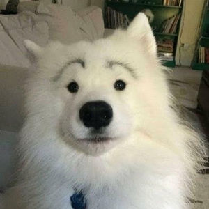 Meet your Posher, Javi755